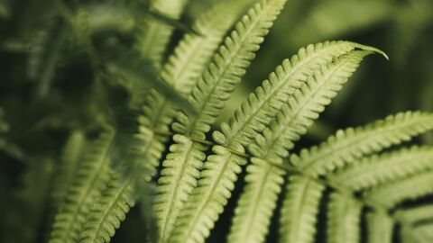 Plantas