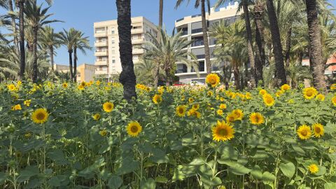 Girasoles en el Hort de Bon Lladre de Elche.