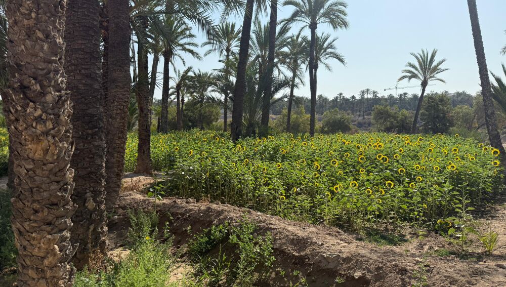 Girasoles en el Hort de Bon Lladre de Elche.