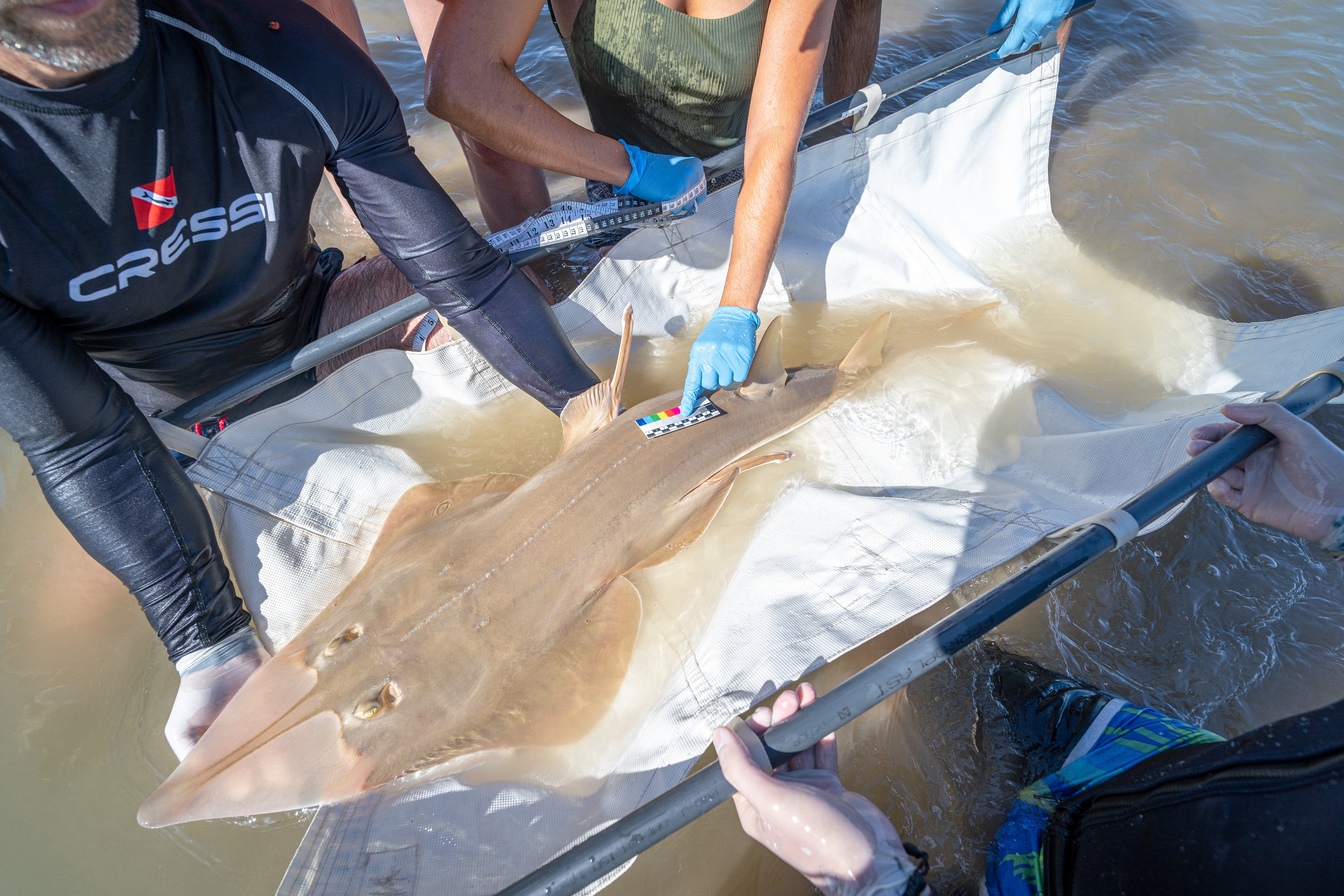 El pez guitarra gigante resiste en la costa andaluza gracias a la colaboración ciudadana El pez guitarra gigante resiste en la costa andaluza gracias a la colaboración ciudadana