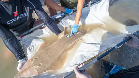 El pez guitarra gigante resiste en la costa andaluza gracias a la colaboración ciudadana El pez guitarra gigante resiste en la costa andaluza gracias a la colaboración ciudadana