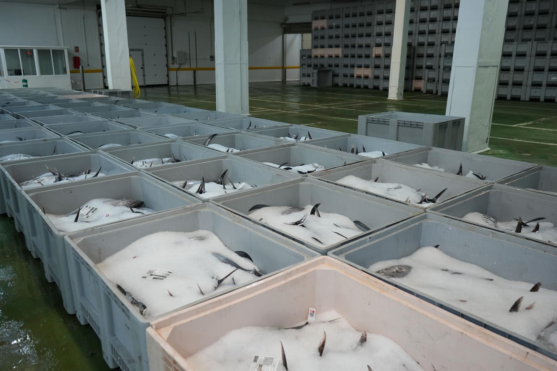 La flota vasca captura más de 7.000 toneladas de bonito del norte La flota vasca captura más de 7.000 toneladas de bonito del norte