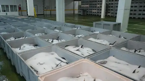 La primera descarga de bonito del norte Eusko Label de la campaña deja 8.000 kilos en el puerto de Getaria La primera descarga de bonito del norte Eusko Label de la campaña deja 8.000 kilos en el puerto de Getaria