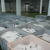 La primera descarga de bonito del norte Eusko Label de la campaña deja 8.000 kilos en el puerto de Getaria La primera descarga de bonito del norte Eusko Label de la campaña deja 8.000 kilos en el puerto de Getaria