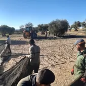trabajadores en un campo de olivar trabajadores en un campo de olivar