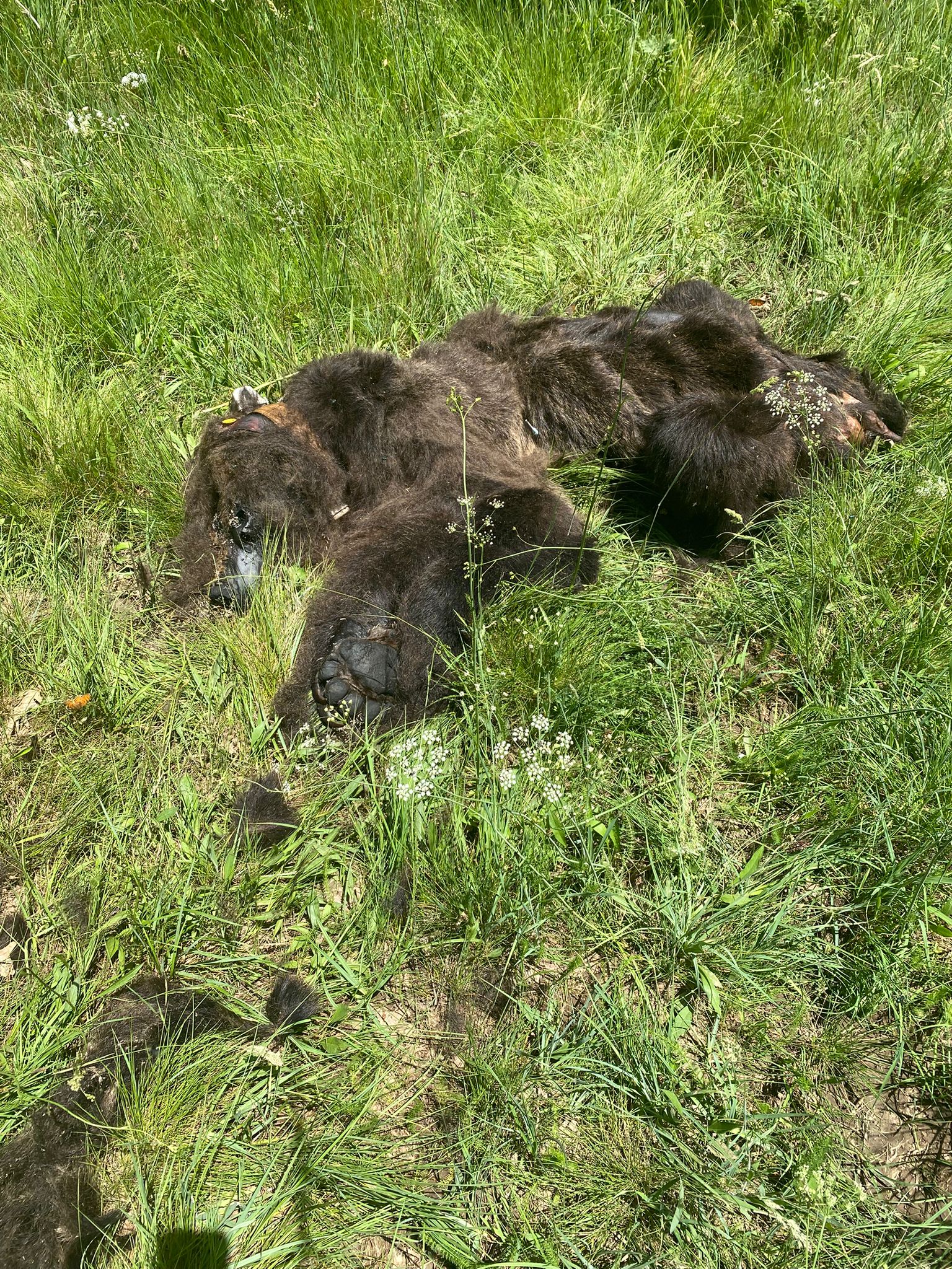 Localizado un oso pardo muerto en la Montaña Palentina Localizado un oso pardo muerto en la Montaña Palentina