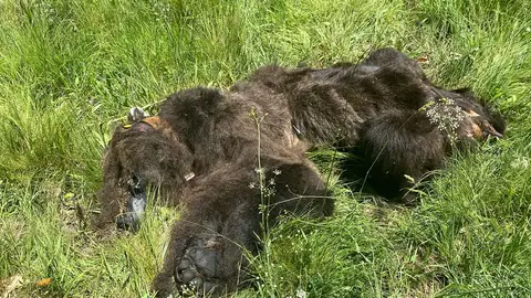 Agentes medioambientales de la Junta localizan muerto un oso pardo en la Montaña Palentina .