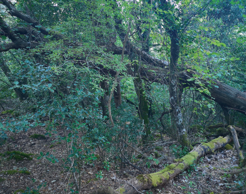 El legado verde del Segura: un viaje por los paisajes y las historias ocultas del sureste ibérico El legado verde del Segura: un viaje por los paisajes y las historias ocultas del sureste ibérico