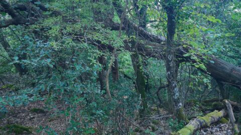 Bosque Bosque