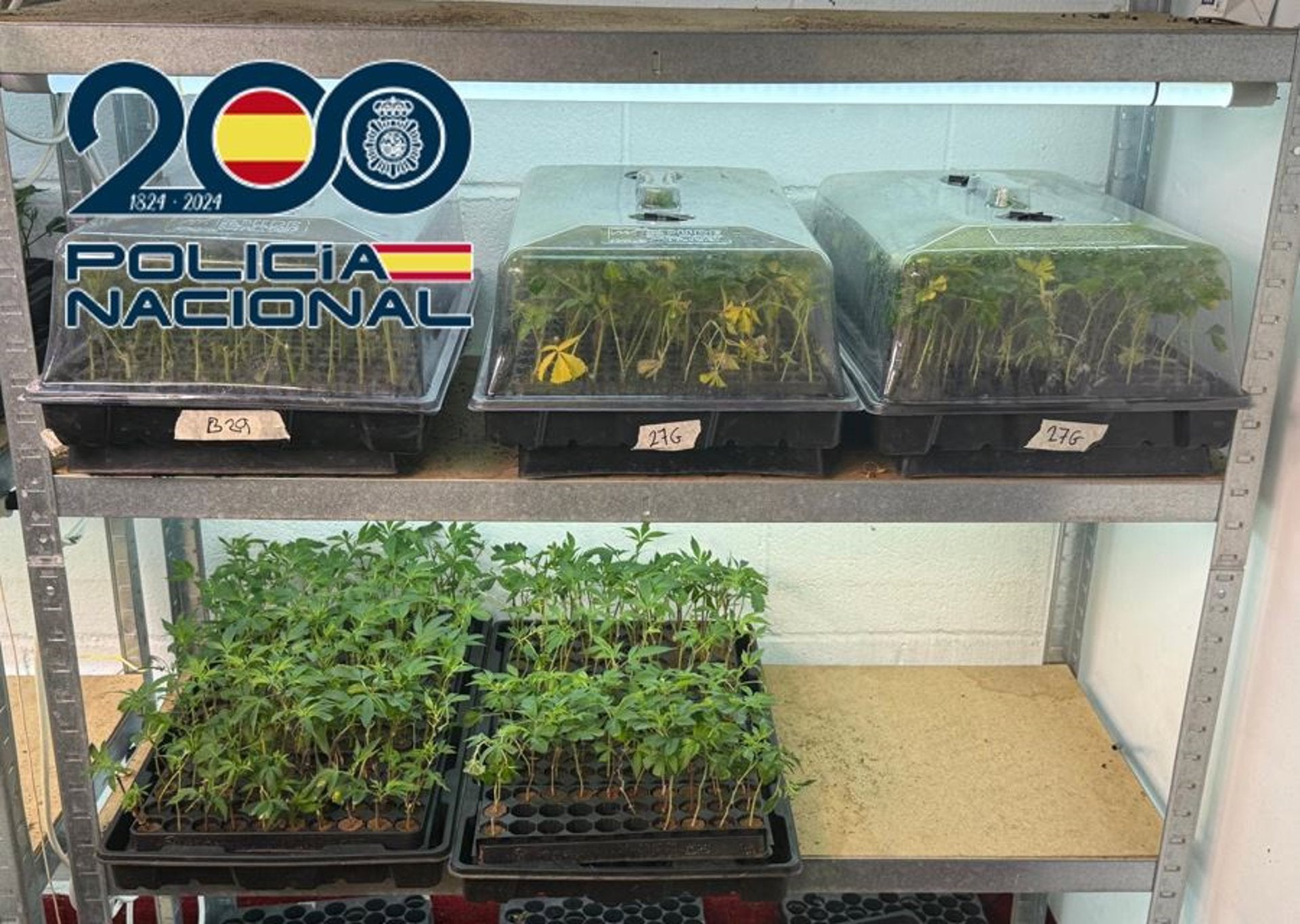 Detenido un hombre por una plantación clandestina con 8.500 plantas de marihuana en Granada Detenido un hombre por una plantación clandestina con 8.500 plantas de marihuana en Granada