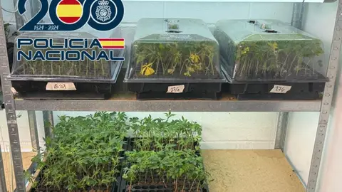Detenido un hombre por una plantación clandestina con 8.500 plantas de marihuana en Granada Detenido un hombre por una plantación clandestina con 8.500 plantas de marihuana en Granada