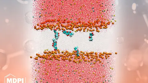 Una investigación de la UMH de Elche describe cómo se comporta uno de los principales compuestos bioactivos del propóleo. Una investigación de la UMH de Elche describe cómo se comporta uno de los principales compuestos bioactivos del propóleo.