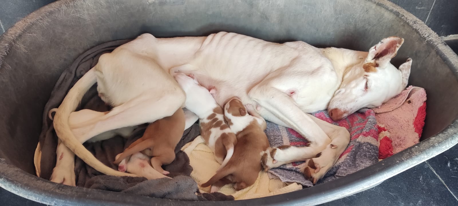 El caso de los 40 perros maltratados en l’Alcora pasa a la vía penal: el Seprona investiga los hechos El caso de los 40 perros maltratados en l’Alcora pasa a la vía penal: el Seprona investiga los hechos