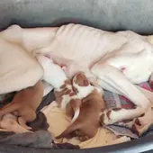 El caso de los 40 perros maltratados en l’Alcora pasa a la vía penal: el Seprona investiga los hechos El caso de los 40 perros maltratados en l’Alcora pasa a la vía penal: el Seprona investiga los hechos