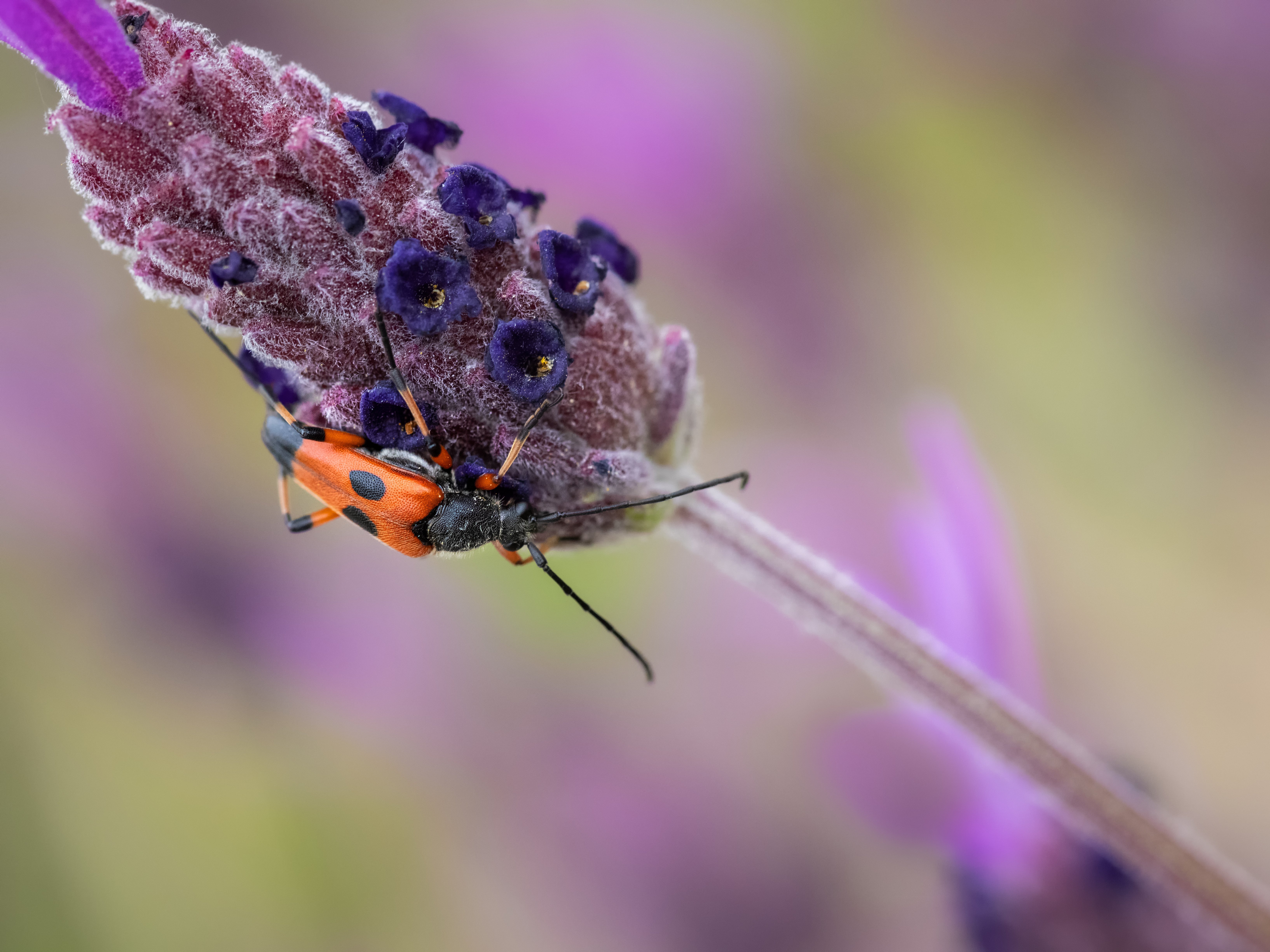 ‘Insectópolis’, o todo lo que podemos aprender de los insectos ‘Insectópolis’, o todo lo que podemos aprender de los insectos