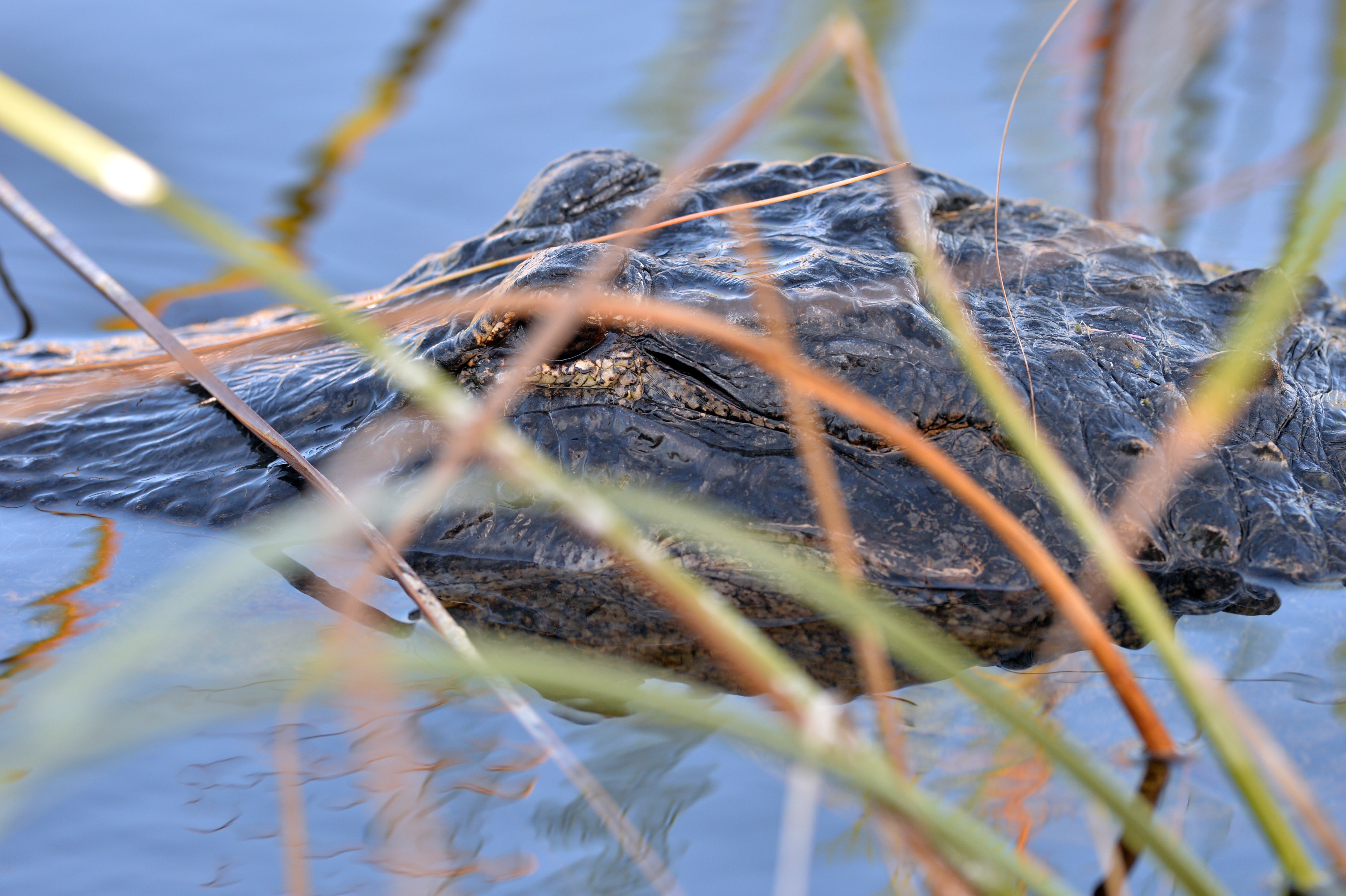 'Alligator Alcatraz', la nueva cárcel para inmigrantes de Trump que está rodeada de caimanes 'Alligator Alcatraz', la nueva cárcel para inmigrantes de Trump que está rodeada de caimanes