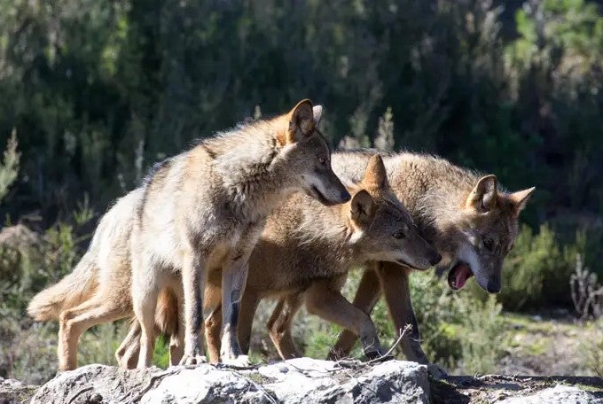 Los ecologistas consideran insuficientes las ayudas para prevenir los ataques de lobo en Guadalajara Los ecologistas consideran insuficientes las ayudas para prevenir los ataques de lobo en Guadalajara