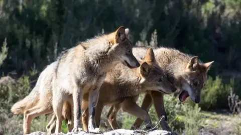 Los ecologistas consideran insuficientes las ayudas para prevenir los ataques de lobo en Guadalajara Los ecologistas consideran insuficientes las ayudas para prevenir los ataques de lobo en Guadalajara
