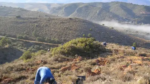 El objetivo no es solo restaurar el medio forestal, sino también mitigar los efectos del cambio climático y proteger el suelo contra la erosión El objetivo no es solo restaurar el medio forestal, sino también mitigar los efectos del cambio climático y proteger el suelo contra la erosión