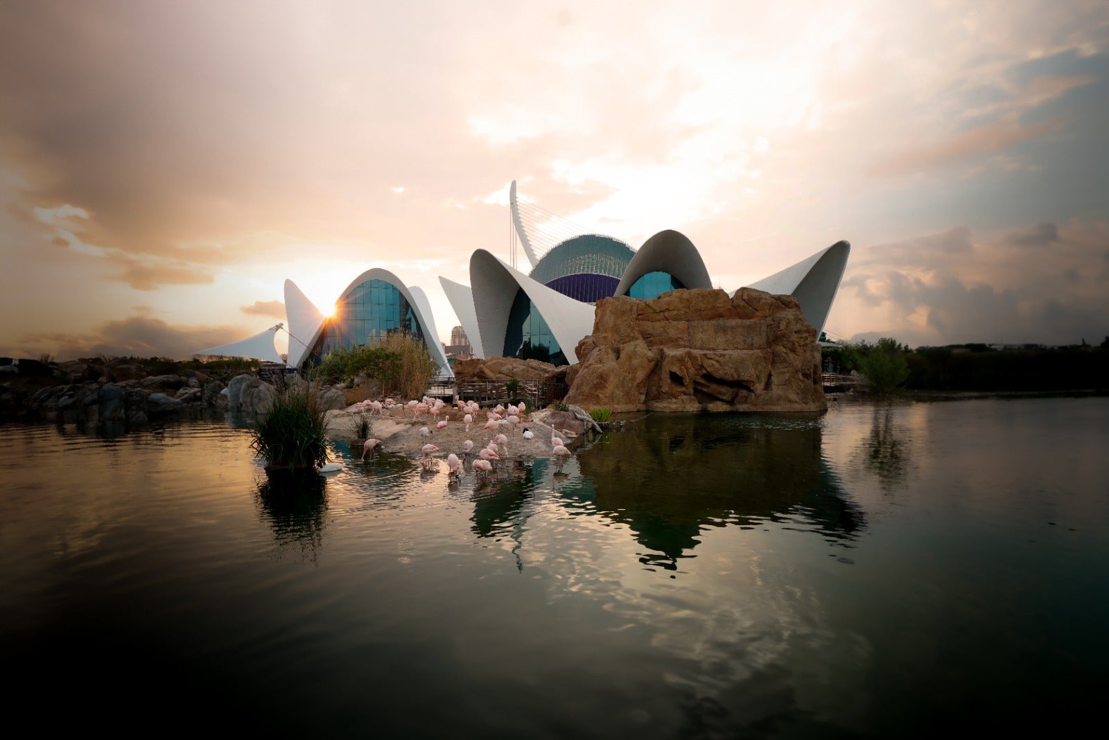 Forbes sitúa al Oceanogràfic de València como el mejor acuario del mundo para visitar Forbes sitúa al Oceanogràfic de València como el mejor acuario del mundo para visitar