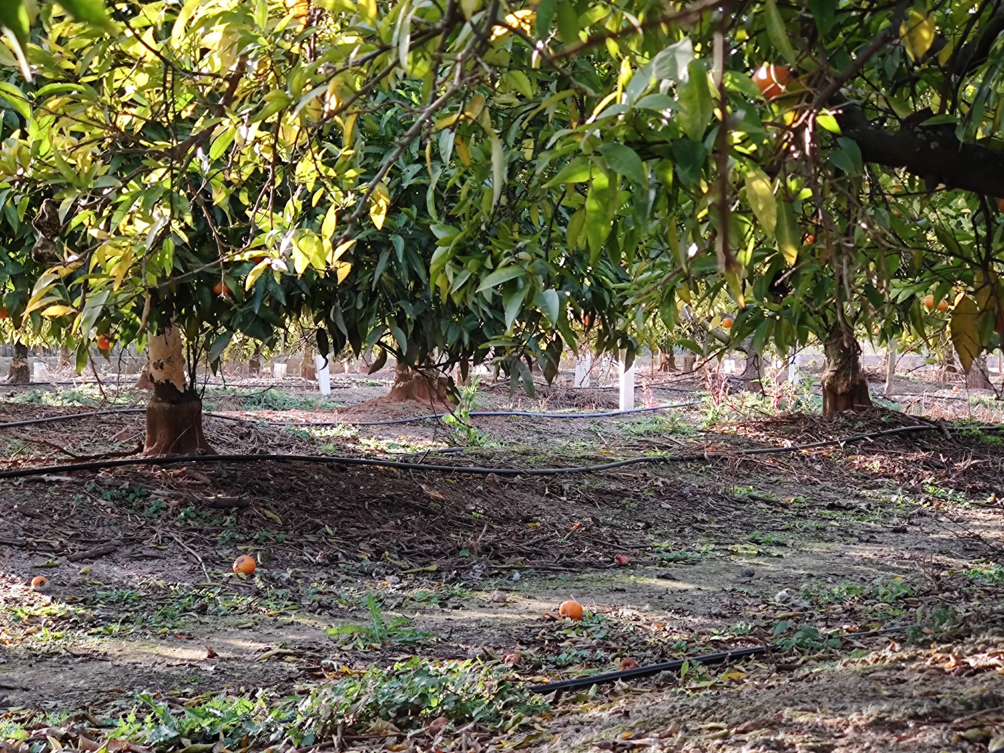 Una declaración institucional para pedir al consell que Nules sea declarada zona con sobrepoblación de conejos Una declaración institucional para pedir al consell que Nules sea declarada zona con sobrepoblación de conejos