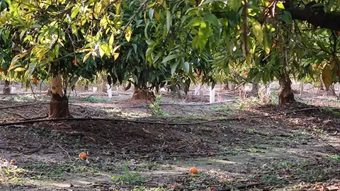 Una declaración institucional para pedir al consell que Nules sea declarada zona con sobrepoblación de conejos Una declaración institucional para pedir al consell que Nules sea declarada zona con sobrepoblación de conejos