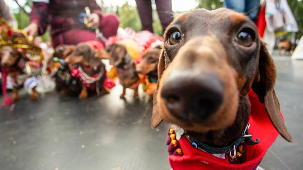 Así es como sienten el amor los animales: "El ritmo cardíaco se sincroniza"