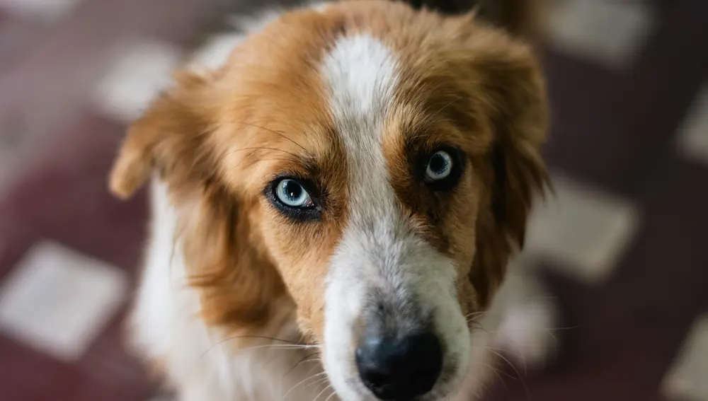 Si vas a tener perro esto es lo que te van a exigir a partir de ahora Si vas a tener perro esto es lo que te van a exigir a partir de ahora
