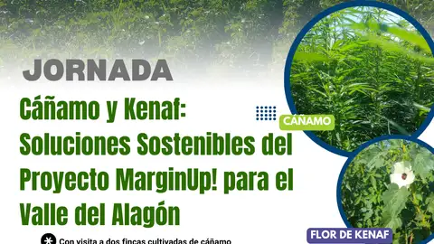 CICYTEX organiza una jornada de campo del cultivo del cáñamo y kenaf en la comarca del valle del Alagón CICYTEX organiza una jornada de campo del cultivo del cáñamo y kenaf en la comarca del valle del Alagón