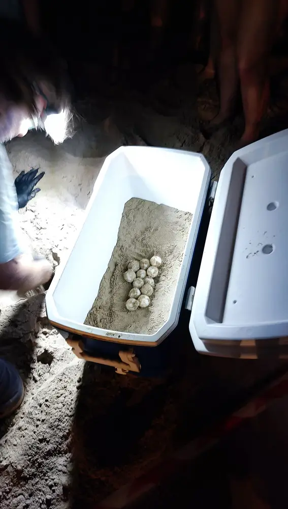 Algunos de los huevos de la tortuga boba que ha llegado a la playa de Elche. Algunos de los huevos de la tortuga boba que ha llegado a la playa de Elche.