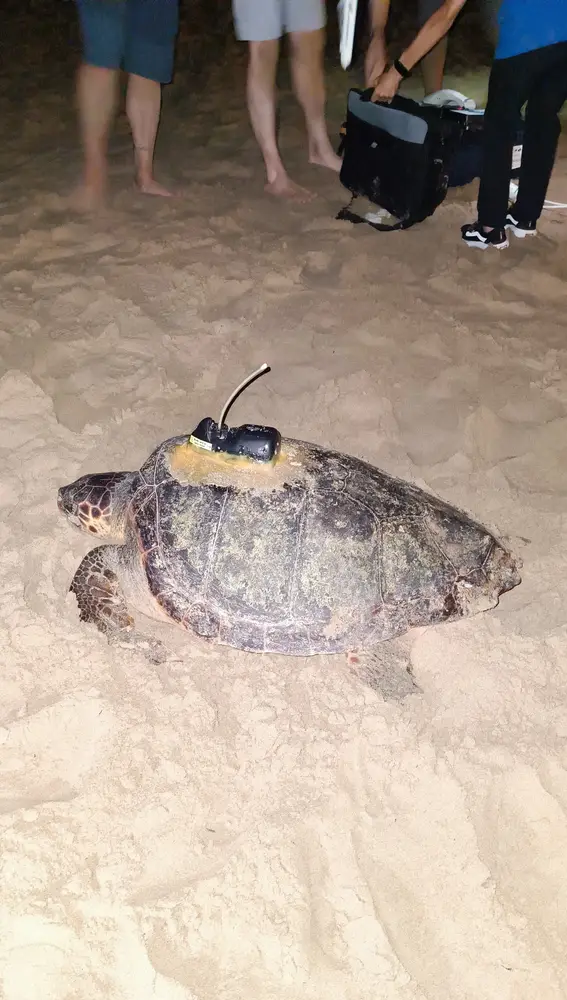 La tortuga boba en la playa de Los Arenales del Sol de Elche con el dispositivo GPS que se le ha colocado. La tortuga boba en la playa de Los Arenales del Sol de Elche con el dispositivo GPS que se le ha colocado.