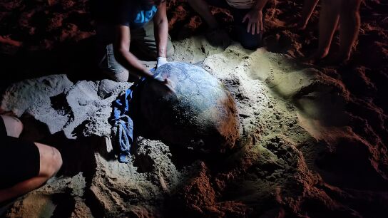 La tortuga boba que ha llegado a la playa de Los Arenales del Sol de Elche. 
