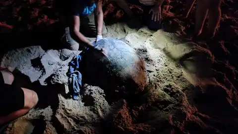 La tortuga boba que ha llegado a la playa de Los Arenales del Sol de Elche. La tortuga boba que ha llegado a la playa de Los Arenales del Sol de Elche.