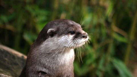 Nutria