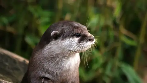 Nutria Nutria