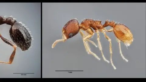 Una potente especie invasora de hormigas, capaz de picar a humanos se extiende por España Las dos especies de hormigas identificadas. REMITIDA / HANDOUT por UCO