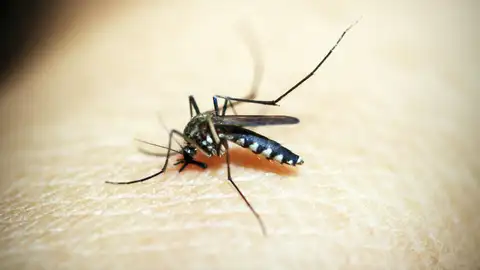 Un mosquito Un mosquito