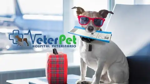 Cómo viajar en verano con nuestro perro es uno de los temas que abordamos hoy en 'Tu mascota en la Onda' con Ángel Osuna Cómo viajar en verano con nuestro perro es uno de los temas que abordamos hoy en 'Tu mascota en la Onda' con Ángel Osuna