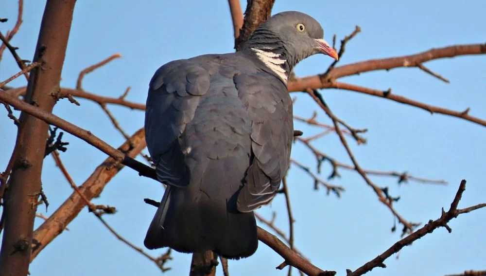 Las palomas torcaces son una plaga en Ibiza Las palomas torcaces son una plaga en Ibiza