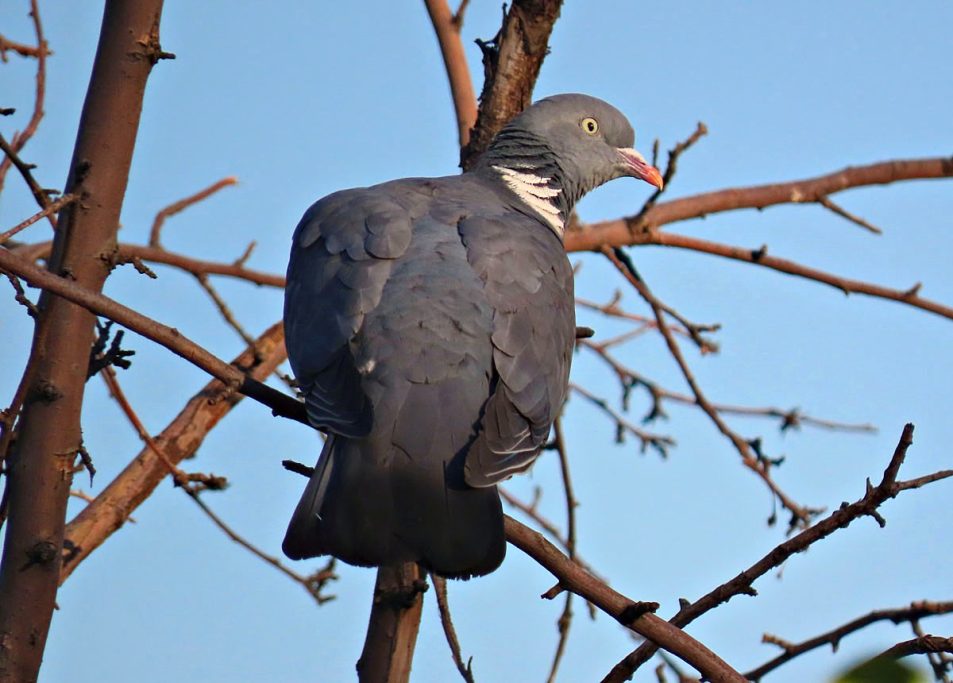 El Ayuntamiento de Palencia adopta medidas para disminuir la población de palomas en San Juanillo El Ayuntamiento de Palencia adopta medidas para disminuir la población de palomas en San Juanillo