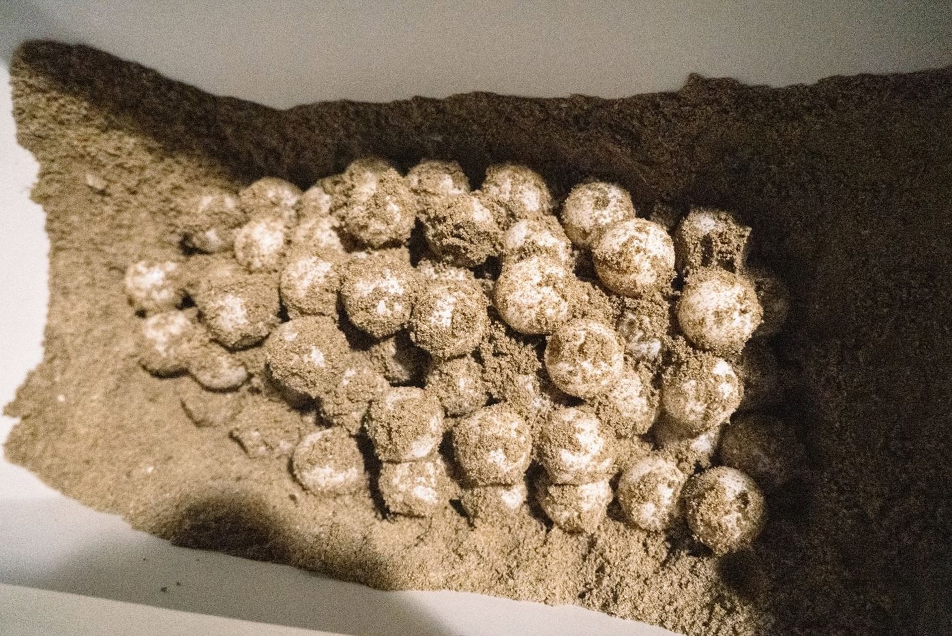 La tortuga boba Diana vuelve a la playa de Dénia (Alicante) para su tercera puesta de la temporada con 83 huevos La tortuga boba Diana vuelve a la playa de Dénia (Alicante) para su tercera puesta de la temporada con 83 huevos