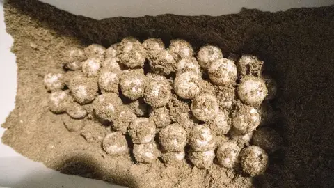 La tortuga boba Diana vuelve a la playa de Dénia (Alicante) para su tercera puesta de la temporada con 83 huevos La tortuga boba Diana vuelve a la playa de Dénia (Alicante) para su tercera puesta de la temporada con 83 huevos