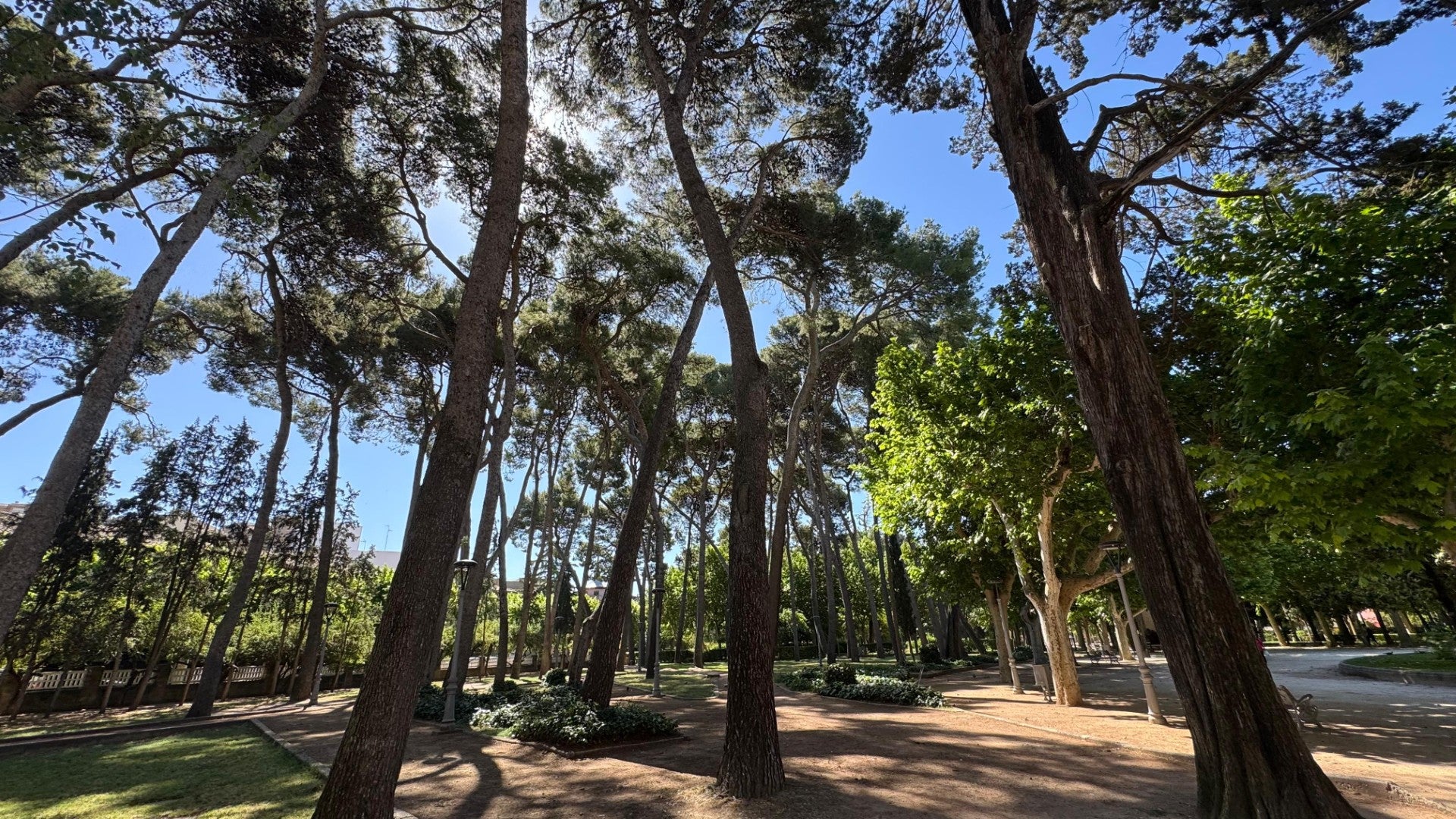 Más de 700 aportaciones al pinar del Parque Miguel Servet de Huesca Más de 700 aportaciones al pinar del Parque Miguel Servet de Huesca