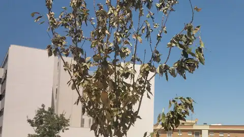 ADENEX denuncia la negligencia ambiental, el despilfarro de fondos públicos y el maltrato al arbolado urbano en la ciudad de Badajoz ADENEX denuncia la negligencia ambiental, el despilfarro de fondos públicos y el maltrato al arbolado urbano en la ciudad de Badajoz
