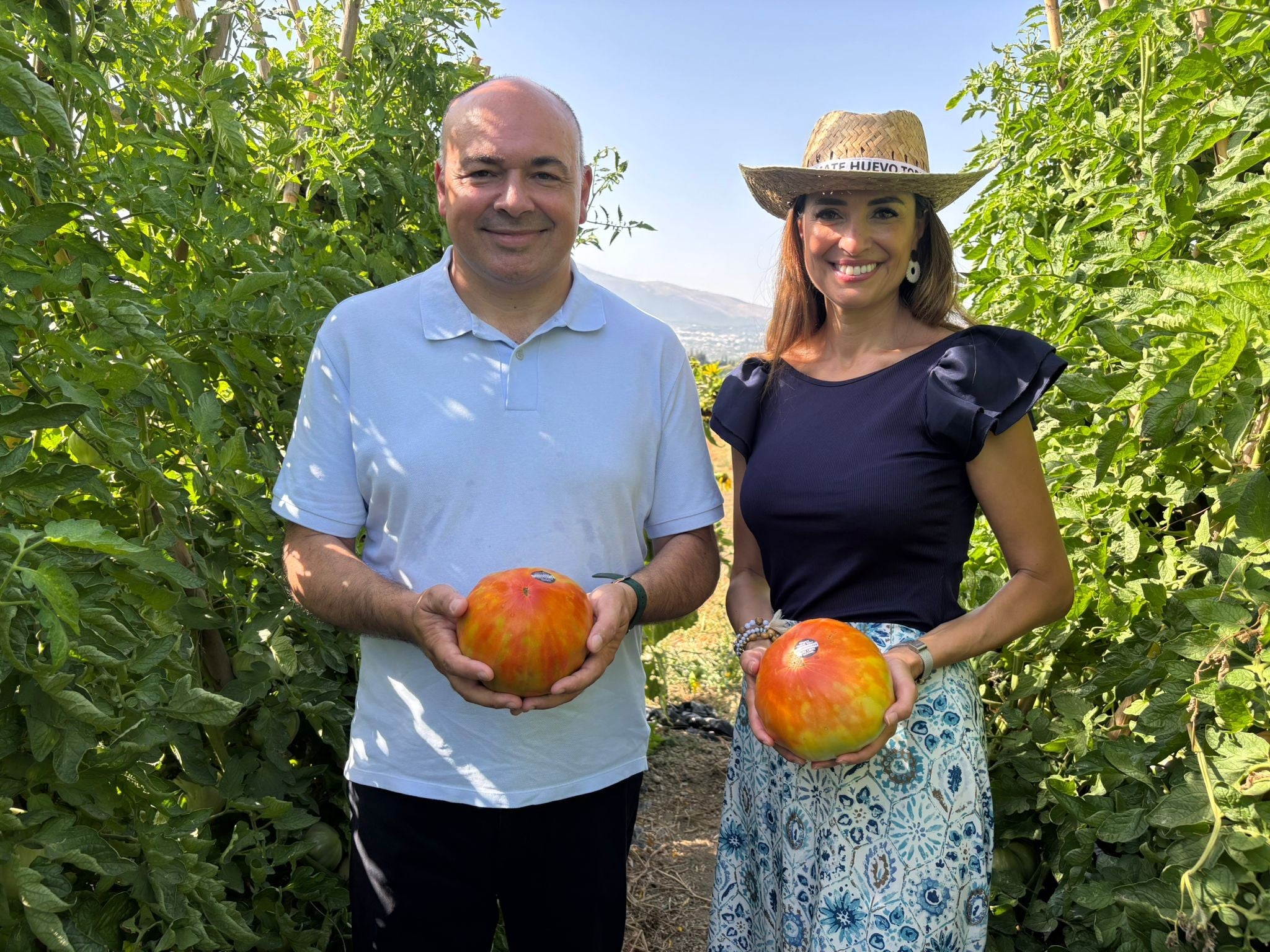 El tomate huevo de toro llega a Alhaurín El Grande El tomate huevo de toro llega a Alhaurín El Grande