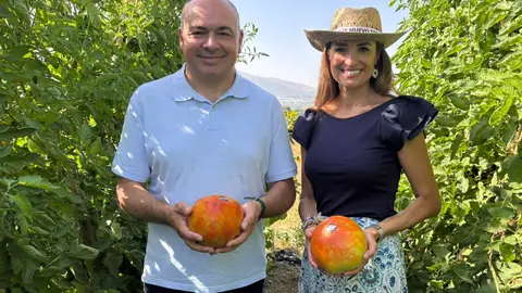 El tomate huevo de toro llega a Alhaurín El Grande El tomate huevo de toro llega a Alhaurín El Grande