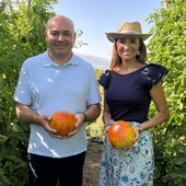 El tomate huevo de toro llega a Alhaurín El Grande El tomate huevo de toro llega a Alhaurín El Grande