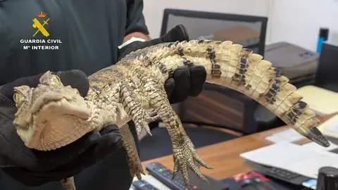 Capturado un caimán en el Pantano de Almansa Capturado un caimán en el Pantano de Almansa