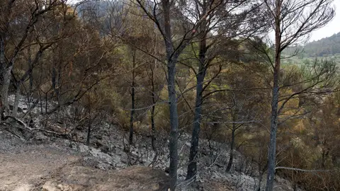 Incendi de Paüls Incendi de Paüls