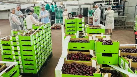 La recolección de cerezas en el Valle del Jerte afronta los últimos días de una campaña que se estima como "normal" La recolección de cerezas en el Valle del Jerte afronta los últimos días de una campaña que se estima como "normal"